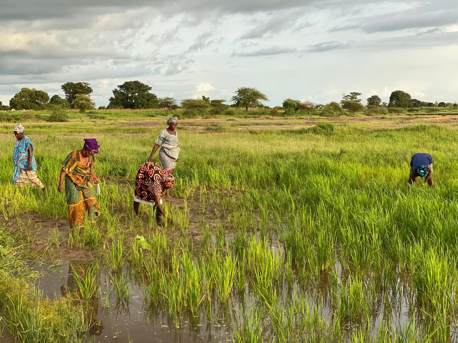 Agriculture dans la Plaine de la Ruzizi, Province du Sud-Kivu